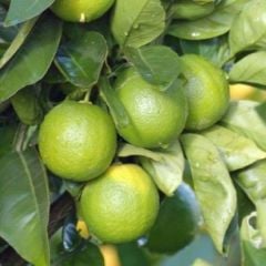 Lime (Tahiti Lime) Fidanı Çekirdeksiz-Yeşil Limon 7-8 Yaş