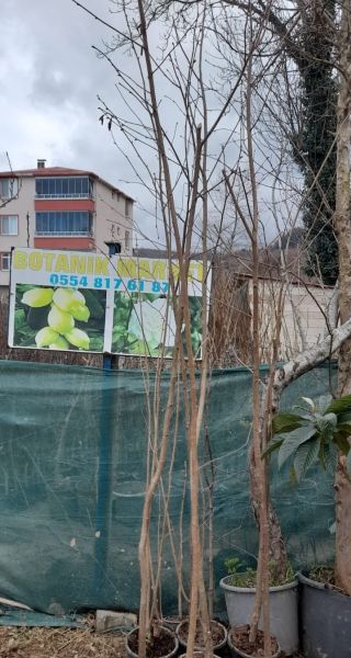 Kırmızı Yapraklı Süs Fındığı-Corylus Maxima Purpurea 180-200 cm
