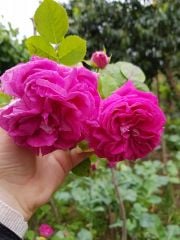 Bal Gülü 1 Kokulu Melek Gülü Fidanı