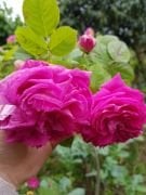 Kokulu Reçellik Şeker Pembe Dilek Gül Fidanı