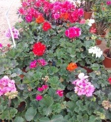 Sardunya Fidanı Üzeri Çiçekli-Mix