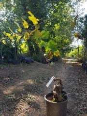 Bonsai Üzüm Fidanı 10 Yaş