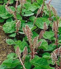 Petasites Hybridus-Kabalak Otu Fidanı