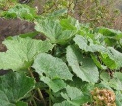 Petasites Hybridus-Kabalak Otu Fidanı