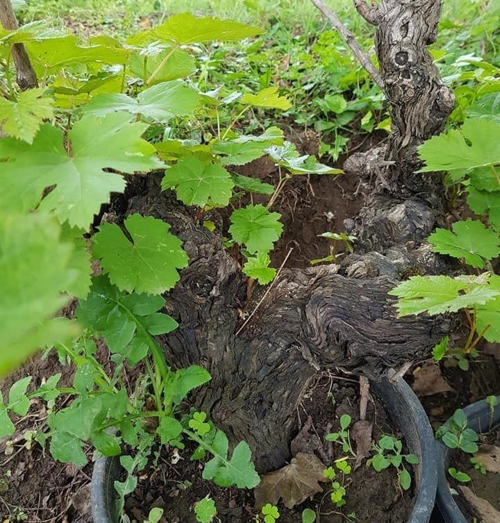 Bonsai Üzüm Fidanı 25 Yaş