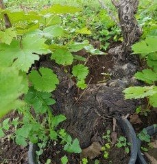 Bonsai Üzüm Fidanı 25 Yaş