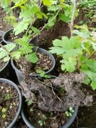 Bonsai Üzüm Fidanı 25 Yaş