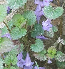 Glechoma Hederacea (Yernanesi) Fidanı