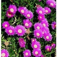 Buz Çiçeği Fidesi Aptenia Cordifolia Baby Sun Rose