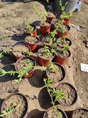 Buz Çiçeği Fidesi Aptenia Cordifolia Baby Sun Rose