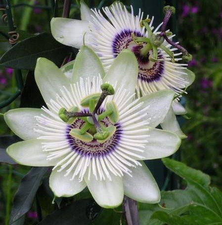 Passiflora White Mirror Fidanı