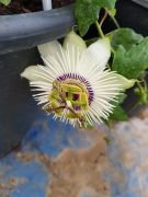 Passiflora White Mirror Fidanı