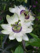 Passiflora White Mirror Fidanı