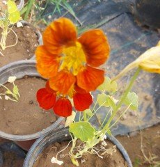 Latin Cicegi - Nasturtium (Tropaeolum) Fidanı