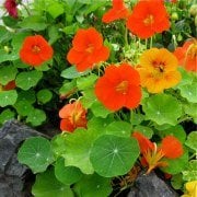 Latin Cicegi - Nasturtium (Tropaeolum) Fidanı