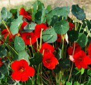Latin Cicegi - Nasturtium (Tropaeolum) Fidanı