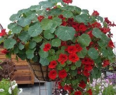 Latin Cicegi - Nasturtium (Tropaeolum) Fidanı