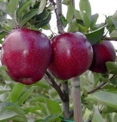 Elma ( Jeromini ) Fidanı 100-130 cm