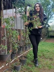 Lonicera sempervirens (Trompet Hanımeli) Fidanı 170-200 cm-Anaç Bitki Bol Çiçekli