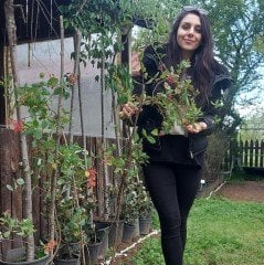 Lonicera sempervirens (Trompet Hanımeli) Fidanı 170-200 cm-Anaç Bitki Bol Çiçekli