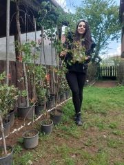 Lonicera sempervirens (Trompet Hanımeli) Fidanı 170-200 cm-Anaç Bitki Bol Çiçekli