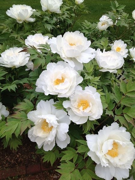 Ağaç Şakayık Fidanı Beyaz Kokulu Paeonia