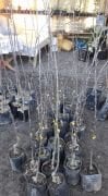 Sınap Elması Fidanı 150-170 cm-Tüplü