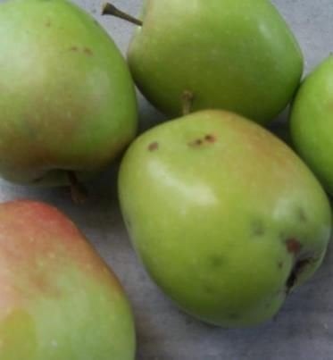 Sınap Elması Fidanı 150-170 cm-Tüplü