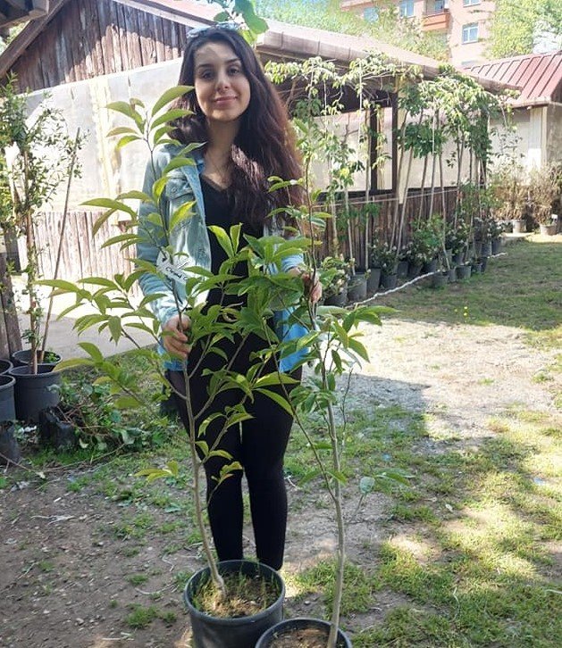 Magnolia 'Crystal Cup Manolya Fidanı 150-cm