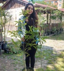 Magnolia 'Crystal Cup Manolya Fidanı 150-cm