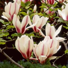 Magnolia 'Crystal Cup Manolya Fidanı 150-cm