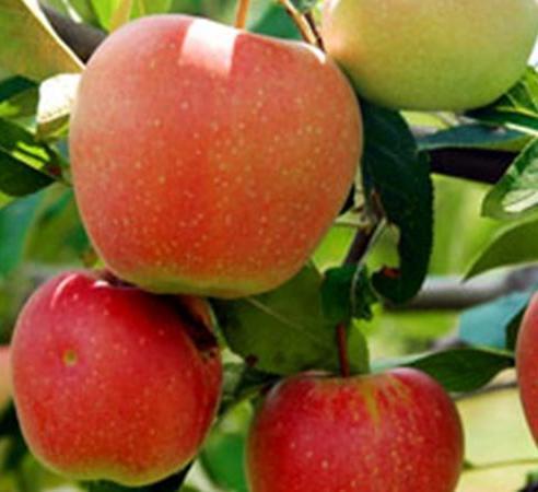 Piraziz Elması Fidanı 120 cm