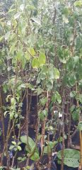 Ege Limon Armut Fidanı 130-180 cm-4 Yaş