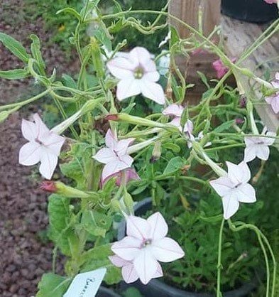 Yoğun Parfüm Kokulu Nicotiana Only Lonely Fidanı