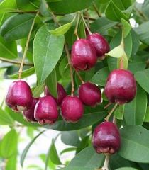 Eugenia myrtifolia Fidanı