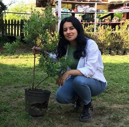 Daphne Transatlantica Summer İce Yoğun Kokulu Kafkas Gülü- Saksıda-Anaç Bitki 80-100 cm