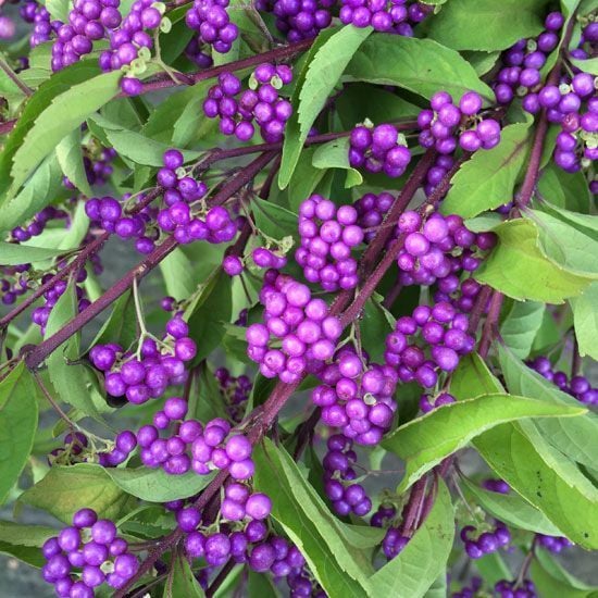 Güzellik Üzümü - Callicarpa Dichotoma İssai 0-20 cm