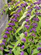 Güzellik Üzümü - Callicarpa Dichotoma İssai