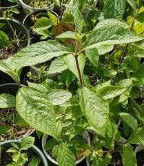 Güzellik Üzümü - Callicarpa Dichotoma İssai