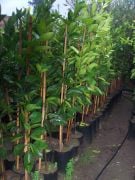 Rize Mandalinası Fidanı- 3 Yaş 140-170 cm