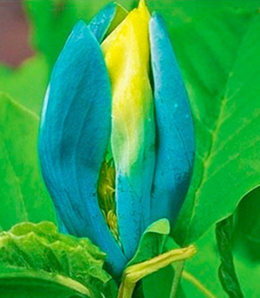 Manolya - Magnolia Blue Opal