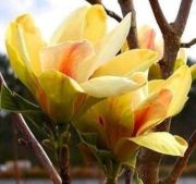 Manolya - Magnolia Sunsation