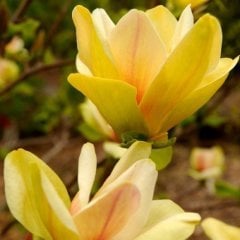 Manolya - Magnolia Sunsation