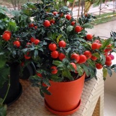 Kudüs Kirazı - Solanum Pseudocapsicum 40 cm