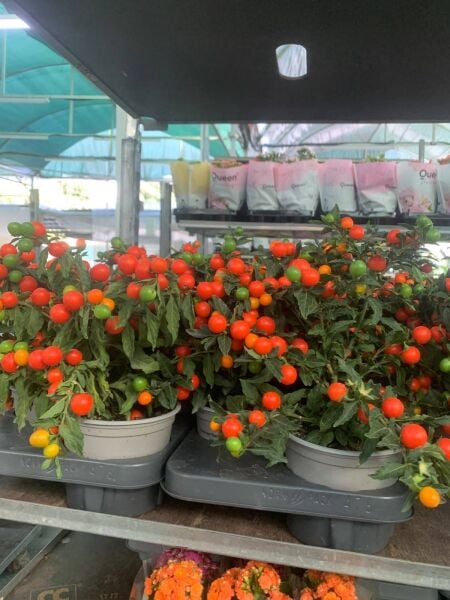 Solanum Pseudocapsicum- Kudüs Kirazı - İthal Bol Meyveli