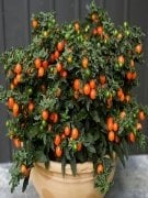 Kudüs Kirazı - Solanum Pseudocapsicum 40 cm