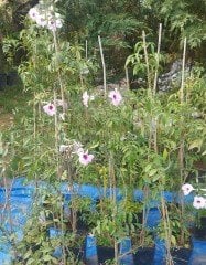 Pandorea Jasminoides -Pandora Yasemini Fidanı Boy 120-150 cm