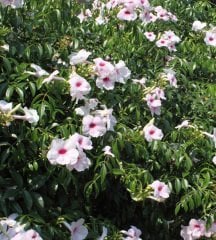 Pandorea Jasminoides -Pandora Yasemini Fidanı Boy 120-150 cm