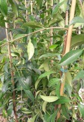 Eugenia Myrtifolia Avustralya Fırça Kirazı Fidanı 200 cm