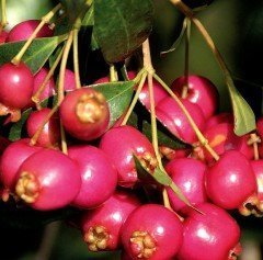 Eugenia Myrtifolia Avustralya Fırça Kirazı Fidanı 50 cm